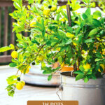 Pinterest pin for growing fruit trees in pots with an image of a lemon tree in a pot.
