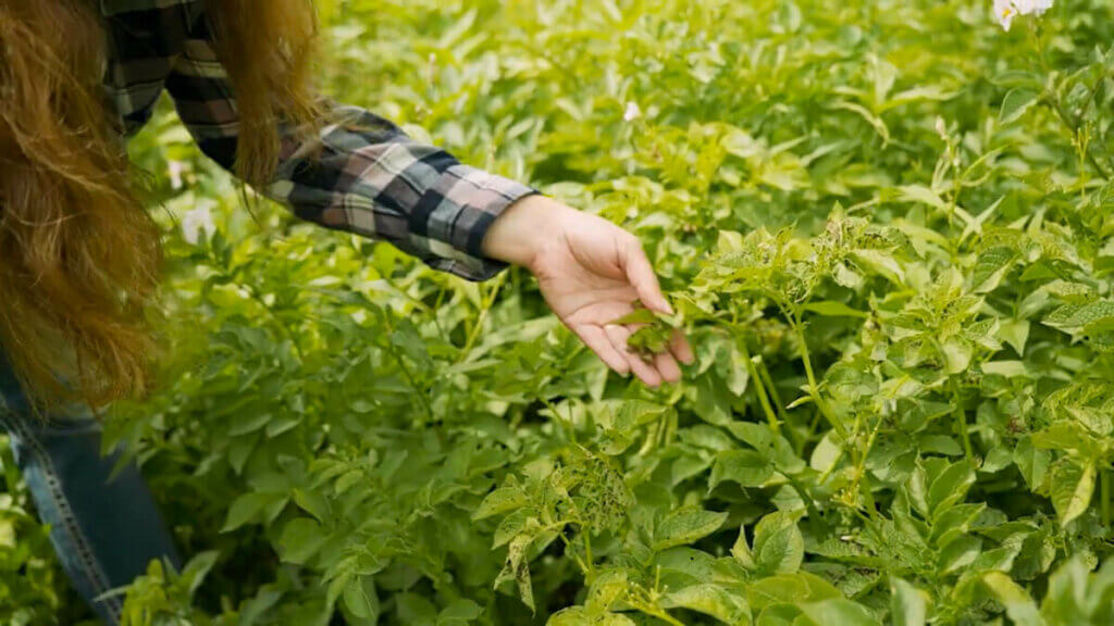 A woman showing the signs of early blight on the leaves of a potato plant.