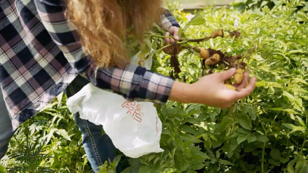 A woman harvesting small potatoes from a diseased potato plant.