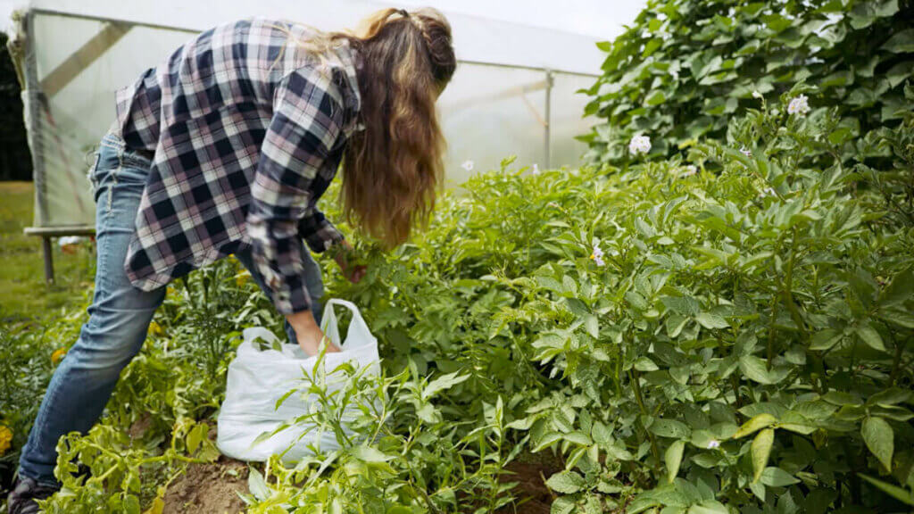 A woman removing affected leaves from her potato plants putting them into a plastic bag.