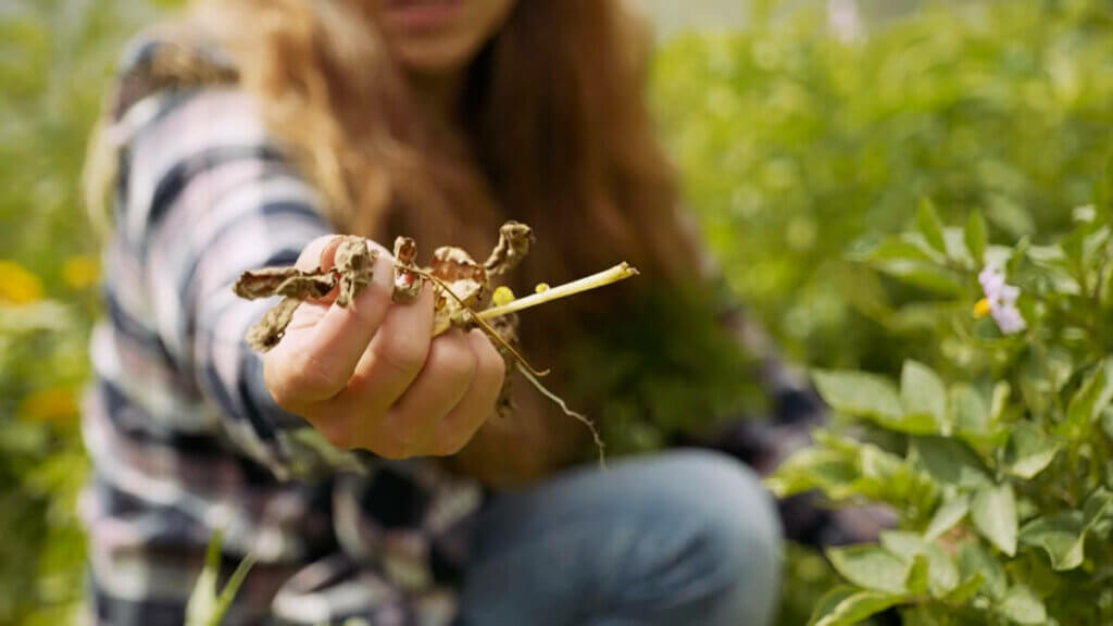 A woman holding up dead potato leaves affected by early blight.