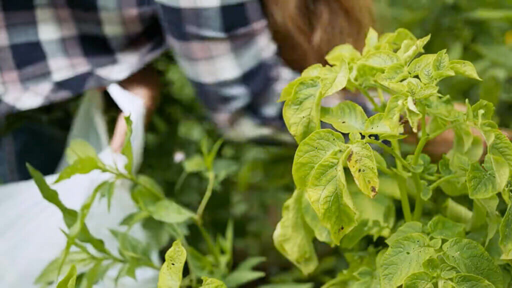 A photo of a woman working in the garden with a potato plant affected by early blight.