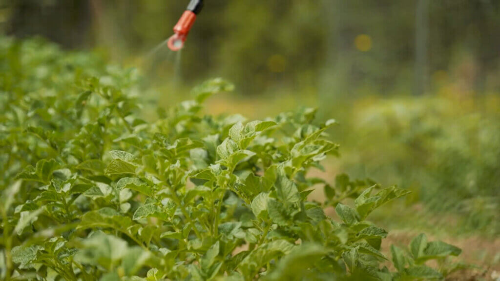 Potato plants being sprayed with copper to treat early blight.