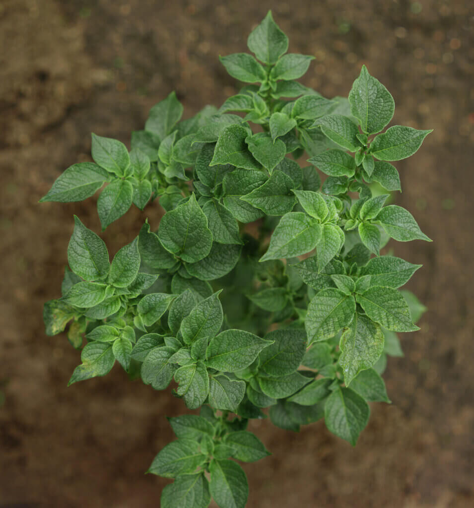 A small potato plant growing in the garden.