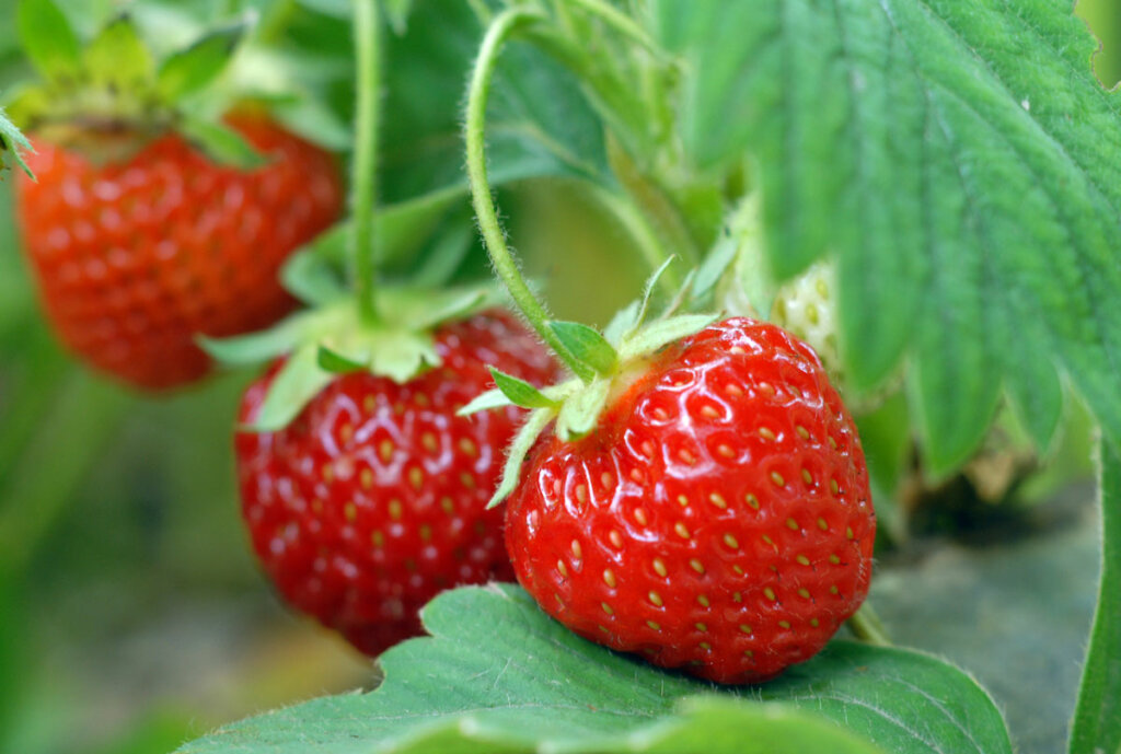 Strawberries growing on the vine.