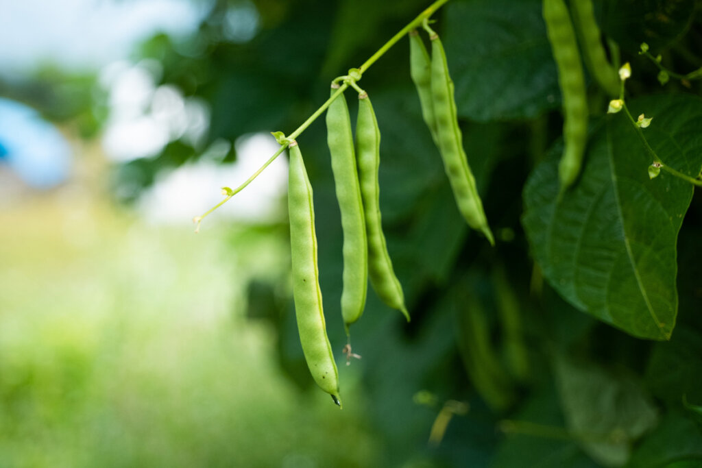 Green beans hanging from the vine.