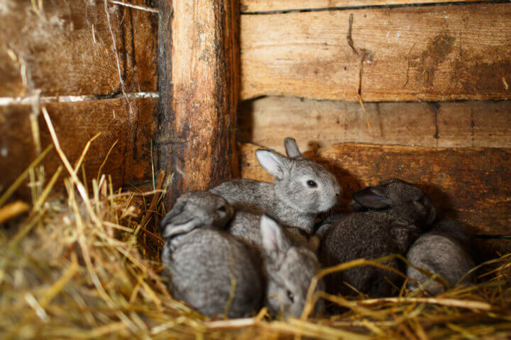 Everything You Need to Know About Raising Rabbits for Meat - Melissa K ...