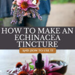 Pinterest pin for echinacea tincture with images of echinacea flowers.