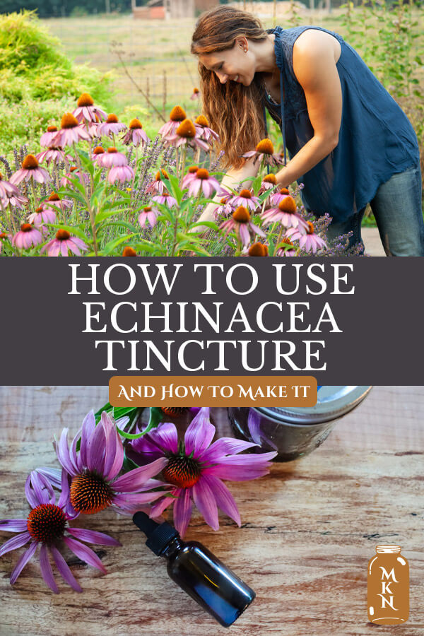 Echinacea Tincture How To Make It & Use It Melissa K. Norris
