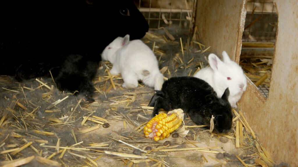 Two baby white rabbits and one baby black rabbit in a crate.