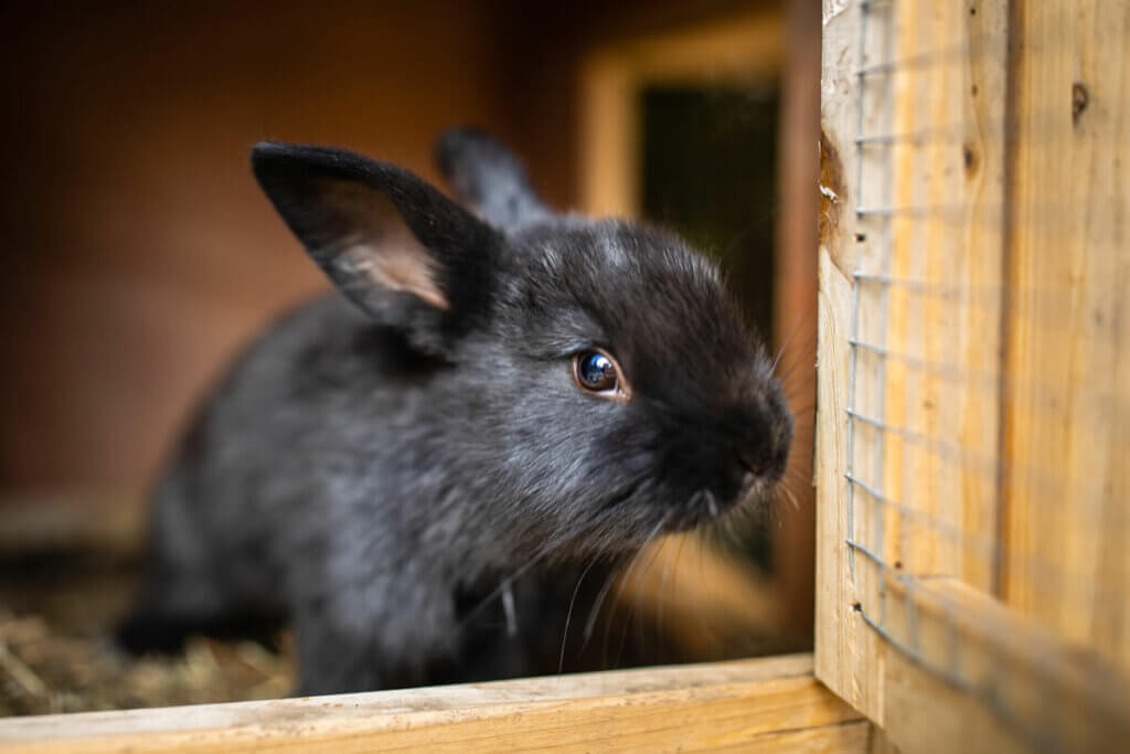 A small rabbit in a hutch.
