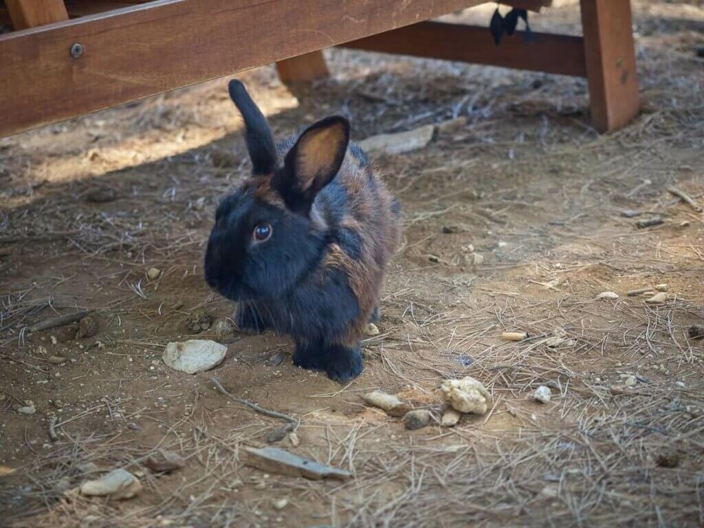 A black and brown rabbit on the ground.