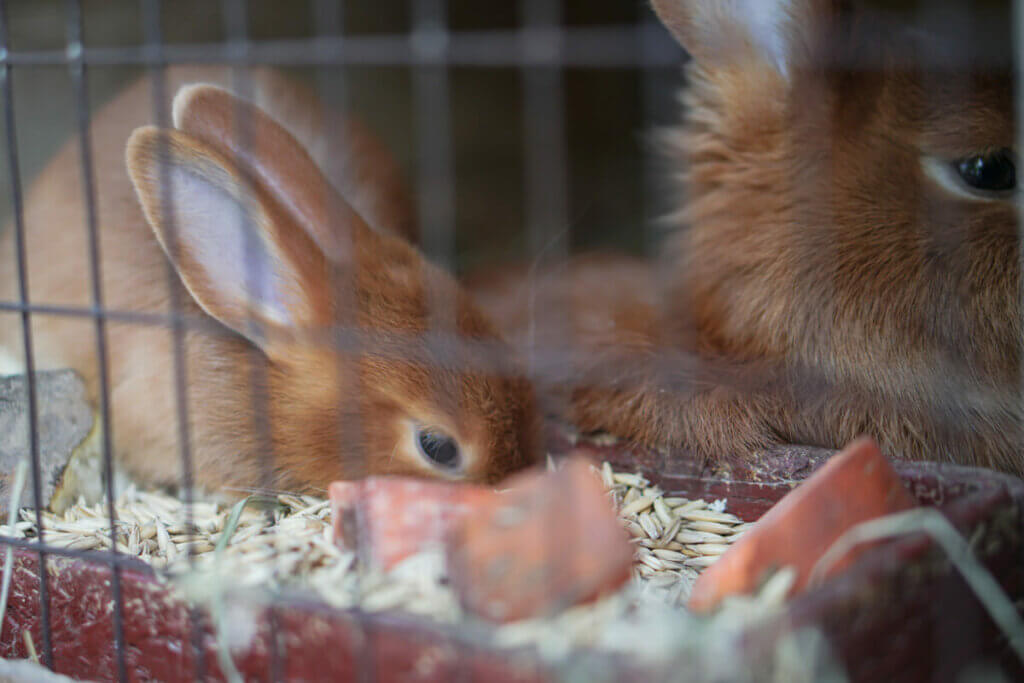 Two rabbits eating.