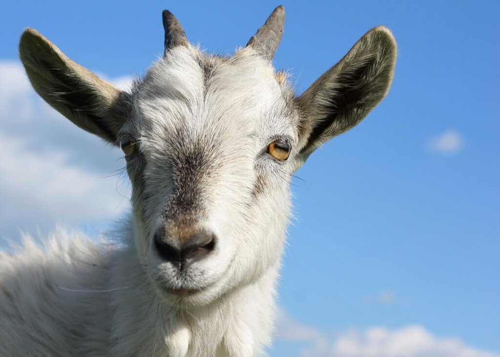 An upclose shot of a goat's face.