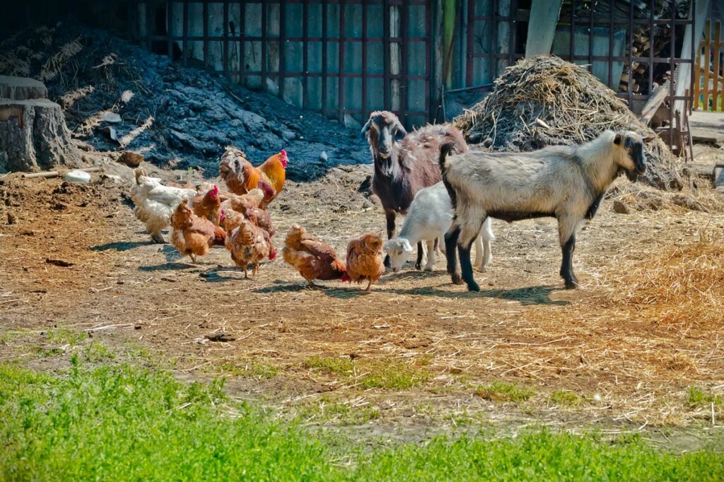 Goats and chickens on a farm.