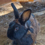 Pinterest pin for raising meat rabbits. Image of a brown and black rabbit.