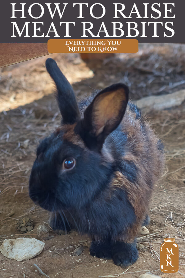 Everything You Need to Know About Raising Rabbits for Meat - Melissa K ...