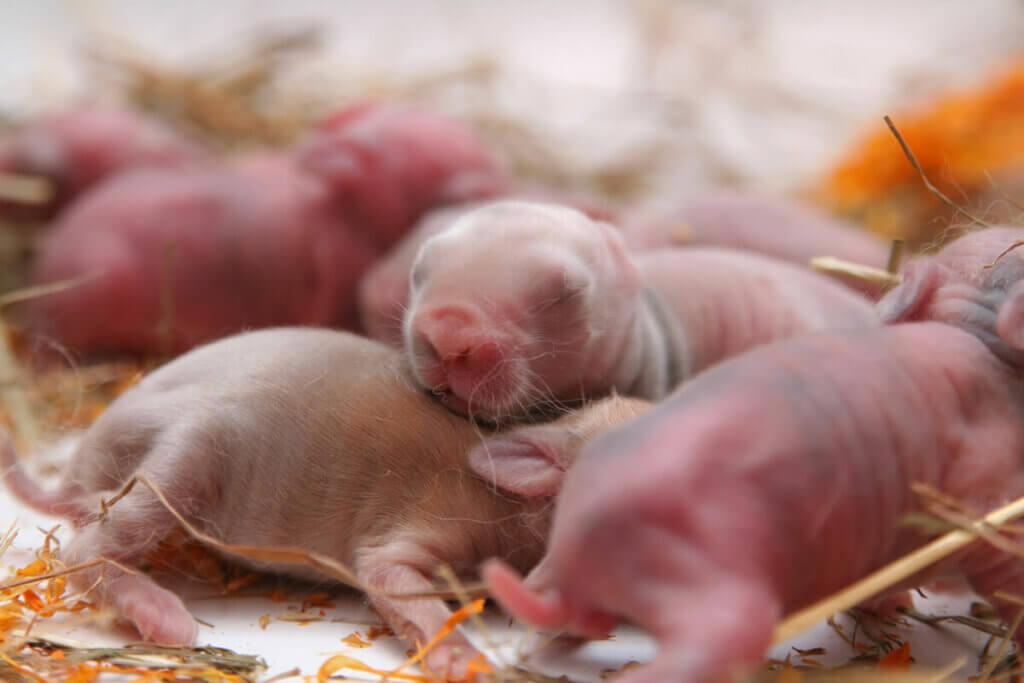 Newborn rabbits huddled together on hay.