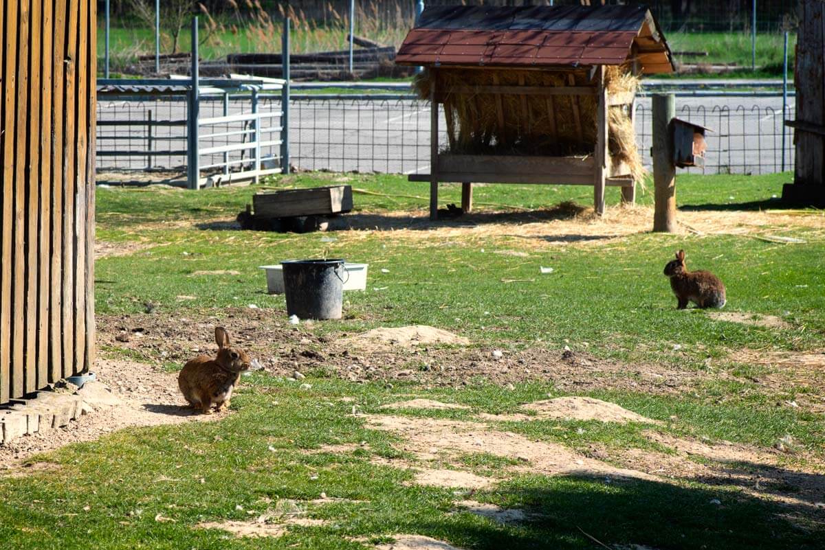Rabbits in a large outdoor enclosure.