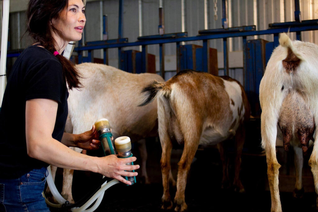 A woman about to milk goats lined up.