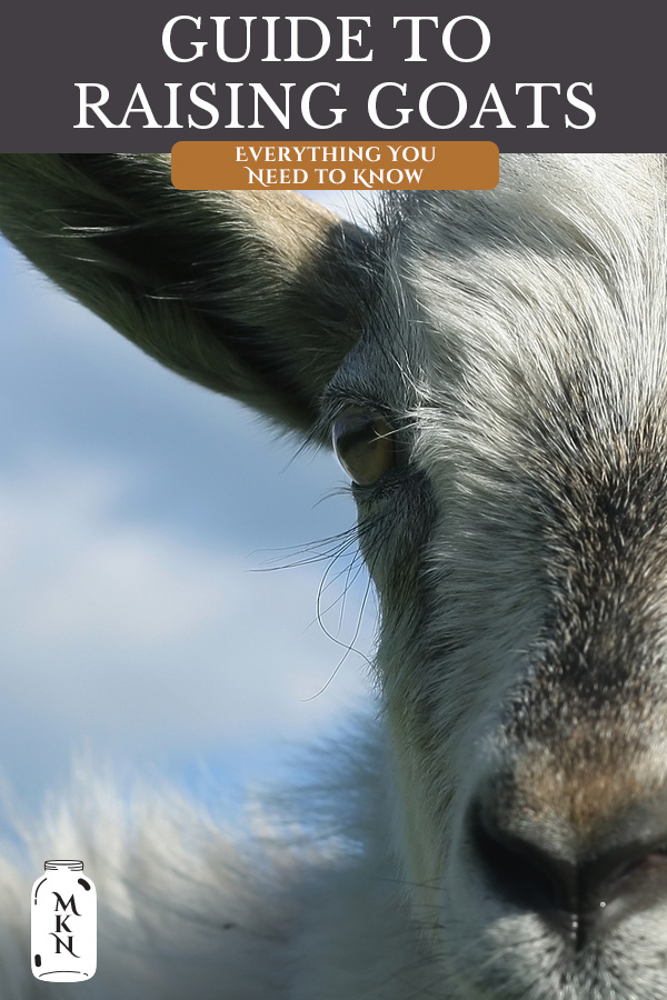 A Guide to Raising Goats for Dairy - Melissa K Norris