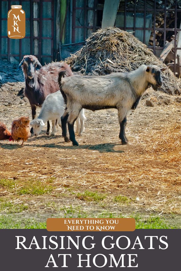 A Guide to Raising Goats for Dairy - Melissa K Norris