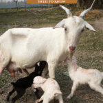 Pinterest pin for raising milk goats. Image of a goat.
