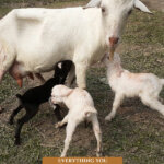 Pinterest pin for raising milk goats. Image of a goat.