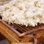 Pinterest pin for raising sheep for fiber. Images of a sheep and hand-dyed yarn.