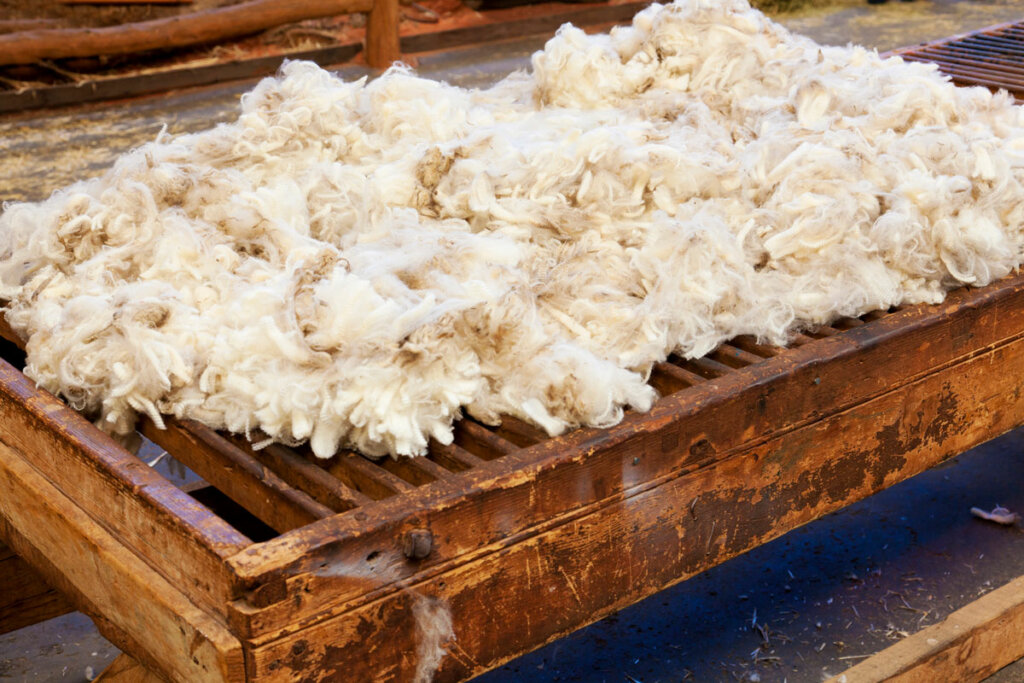 Freshly shorn wool from a sheep on a wooden table top.