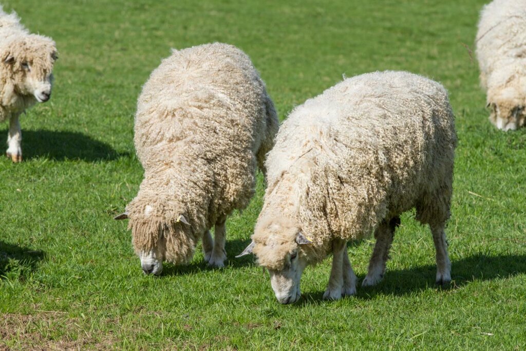 Two wooly sheep grazing in a pasture.