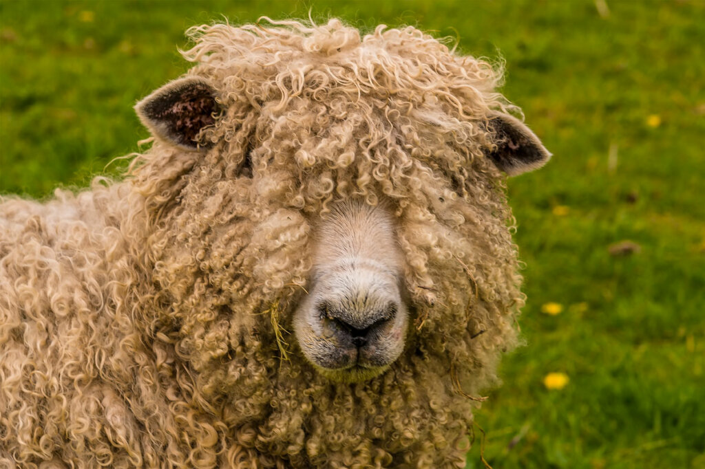A closeup of a wooly sheep.