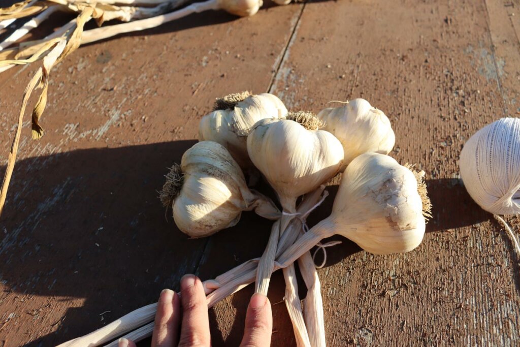 A woman's hands showing how to braid garlic.