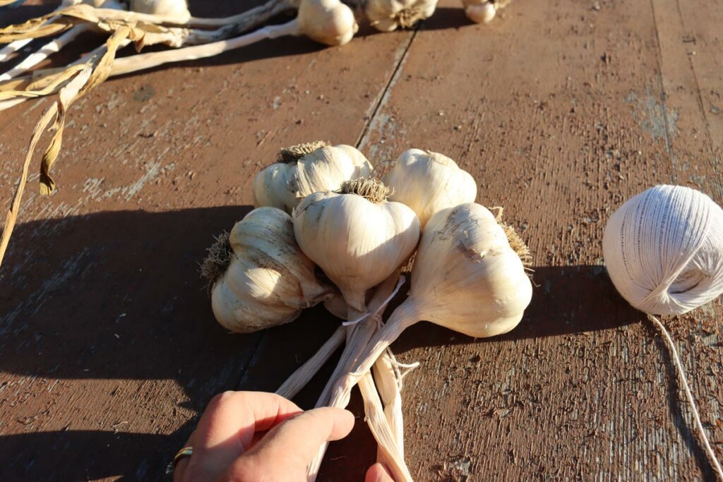 A woman's hands showing how to braid garlic.