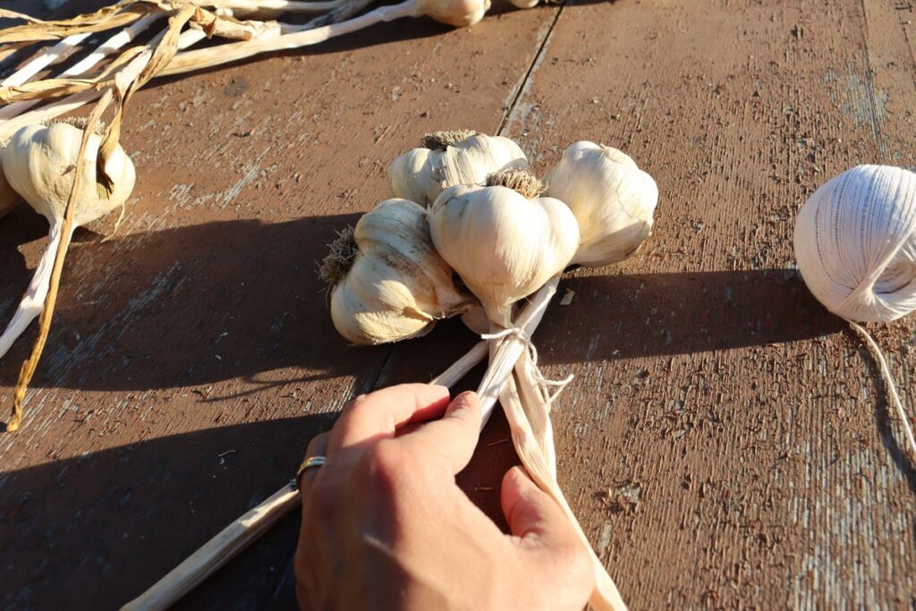 A woman's hands showing how to braid garlic.