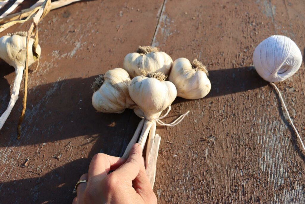 A woman's hands showing how to braid garlic.