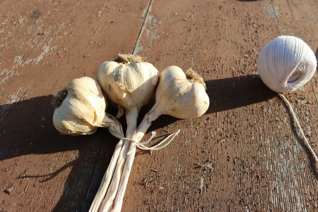 A woman's hands showing how to braid garlic.