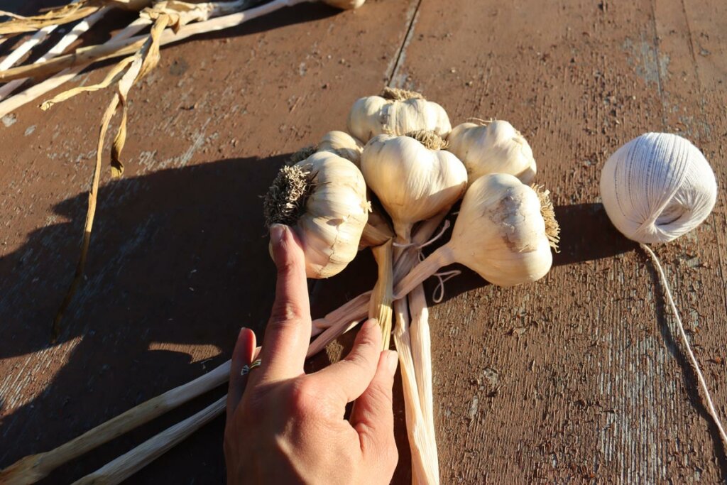 A woman's hands showing how to braid garlic.