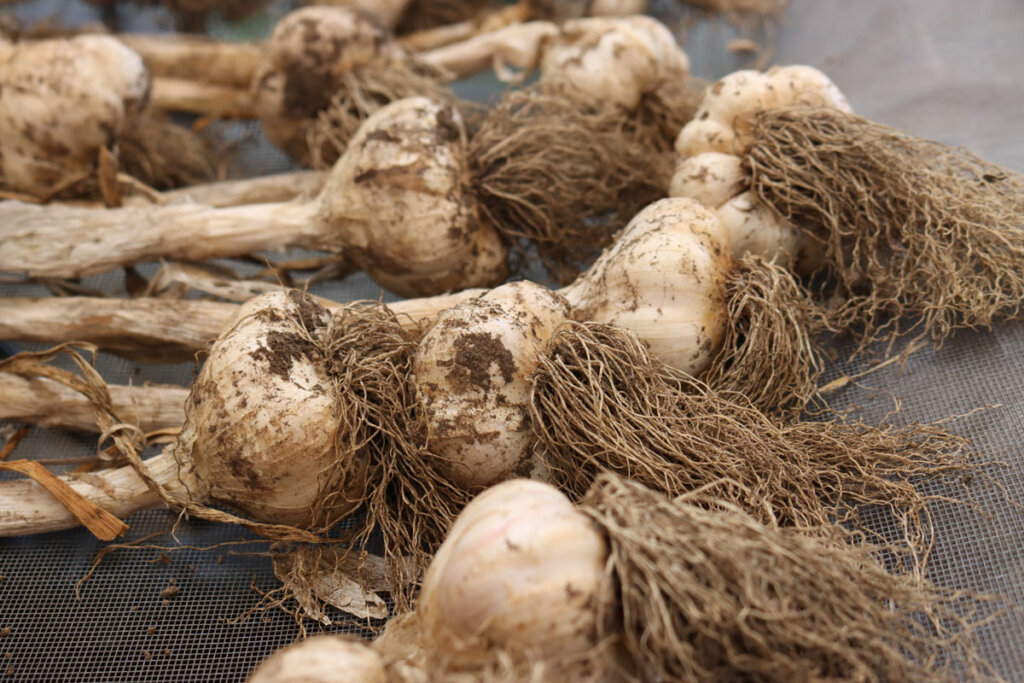 Garlic curing on a screen.