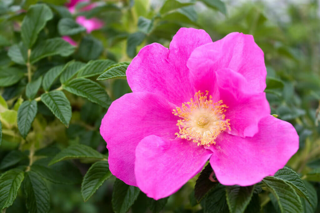 Dog rose on a rose bush.