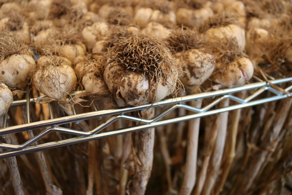 A whole bunch of garlic hanging upside down on a rack.
