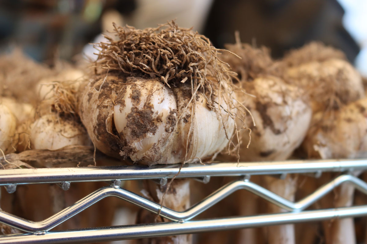 A whole bunch of garlic hanging upside down on a rack.