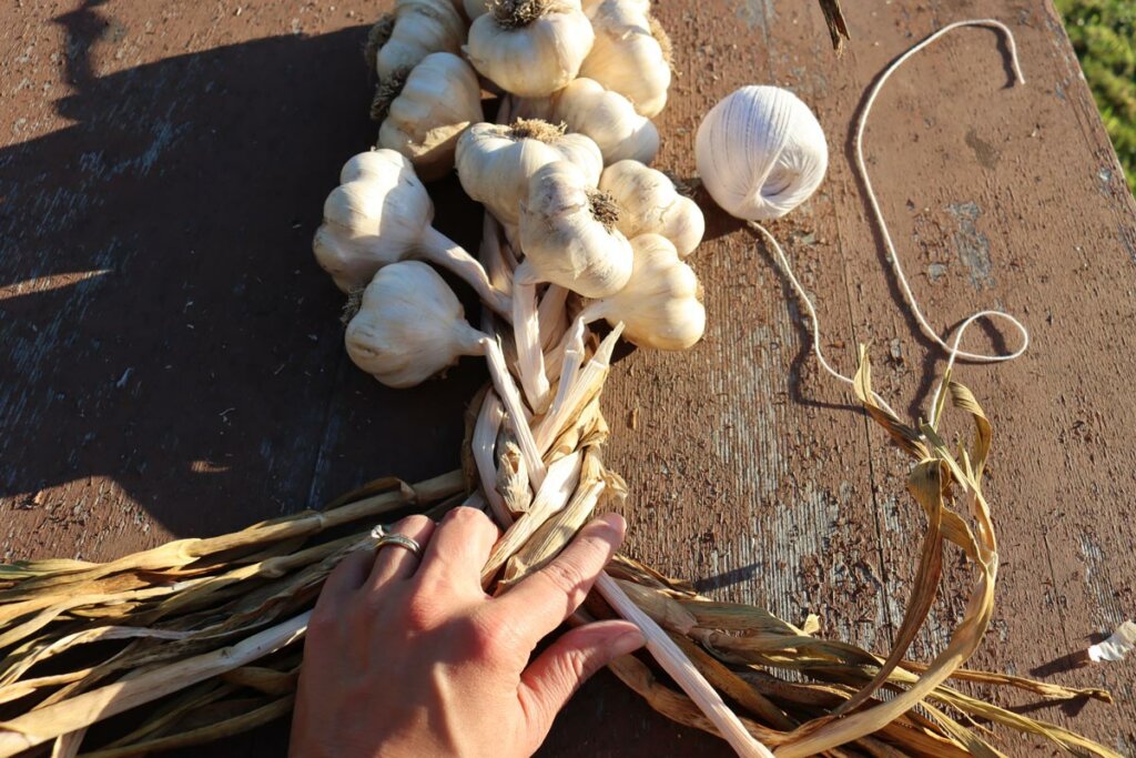 A woman's hands showing how to braid garlic.