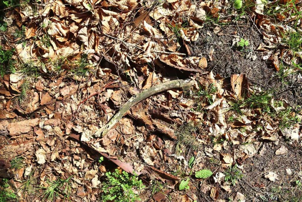 Photo of a forest floor.