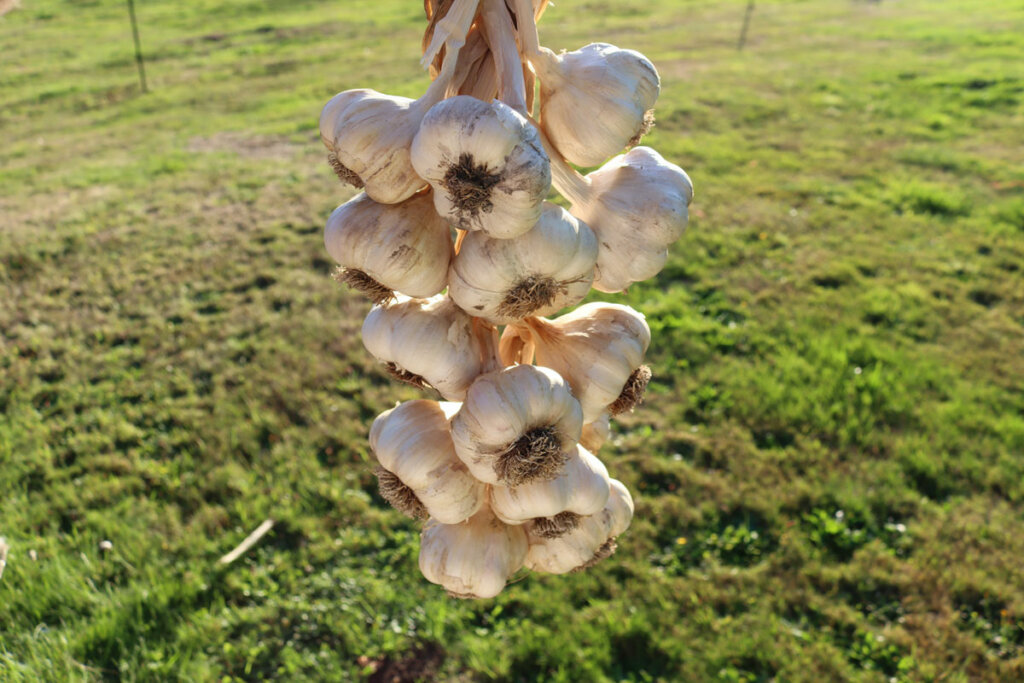 A bunch of garlic that's been braided.