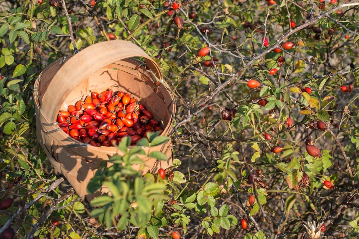 Benefits Of Rosehips (Growing, Harvesting & Medicinal Uses) - Melissa K ...