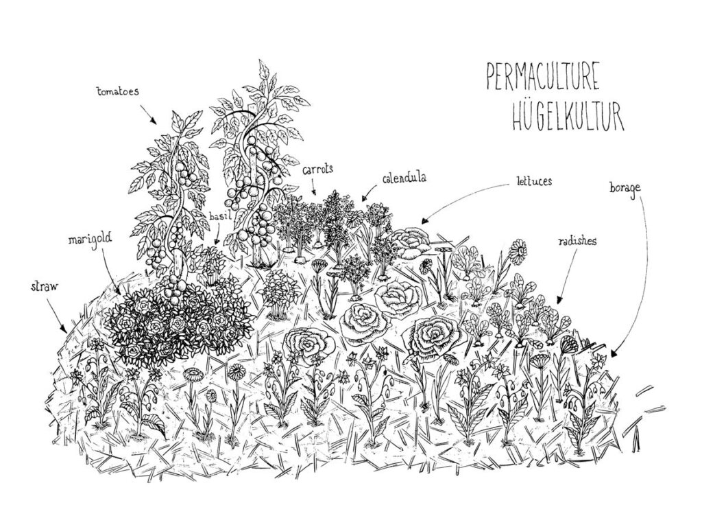 A graphic drawing of hugelkultur permaculture beds.