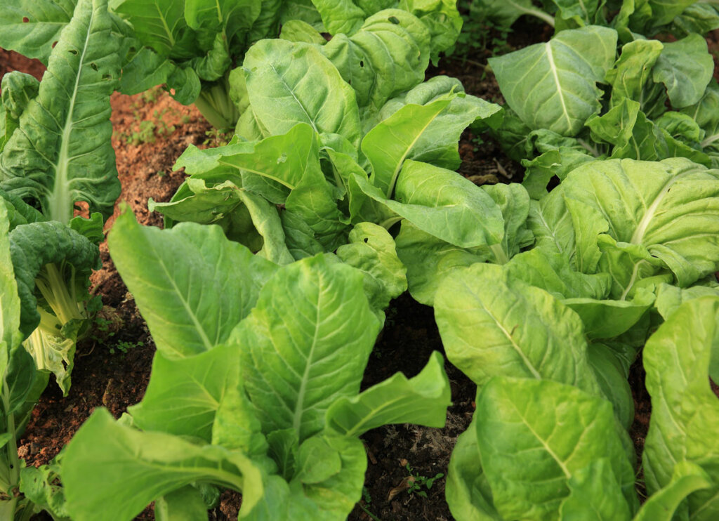 Lettuce growing in the garden.