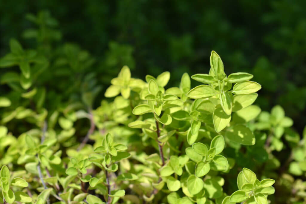 Up close shot of oregano growing in the garden.