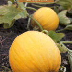 Pinterest pin for eight ways to preserve pumpkin at home. Image of a pumpkin.